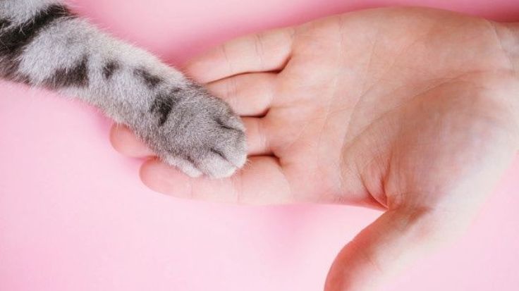 🐾 Advanced Pet Diagnostics & Surgery in Ajman – Snap Vet Clinic’s Full-Service Solution