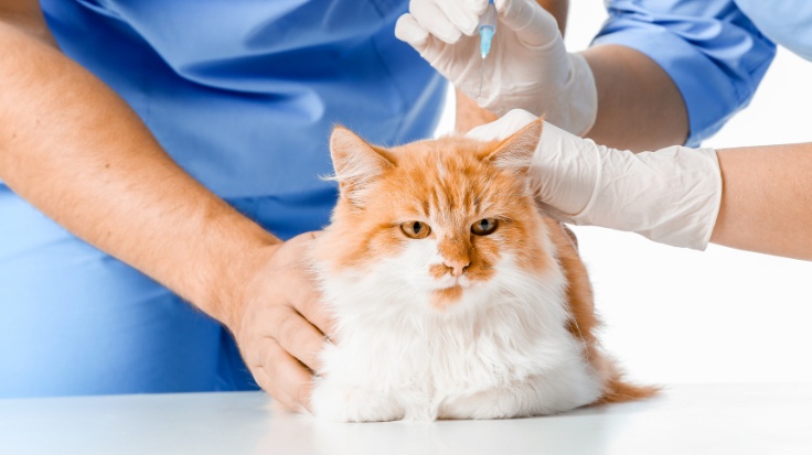 🐶🐱 Pet Vaccinations in Ajman – Keeping Pets Safe at Snap Vet Clinic
