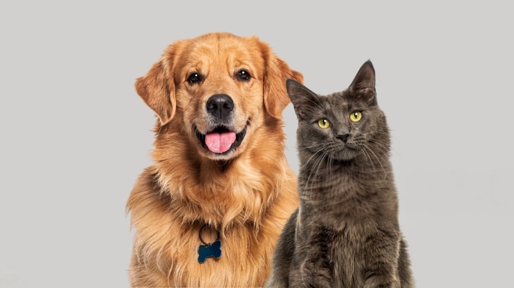 🐾 Why Snap Vet Clinic is Ajman’s Most Caring Pet Clinic