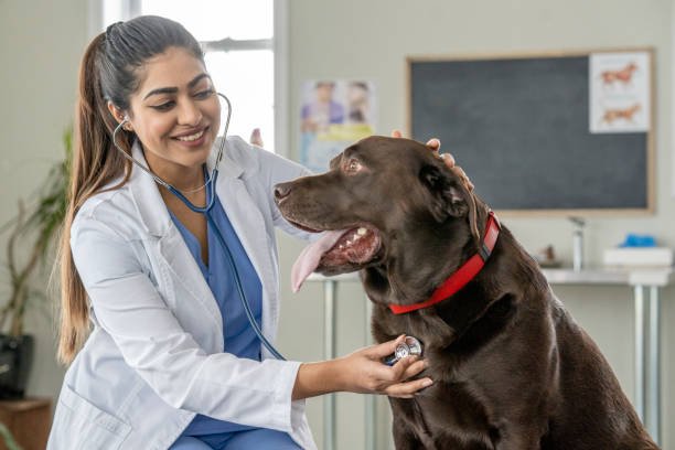 Tibial Patellar Luxation in Toy Breeds – A Complete Guide for Pet Parents in Ajman